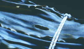 白洲信哉 「大切な食1」