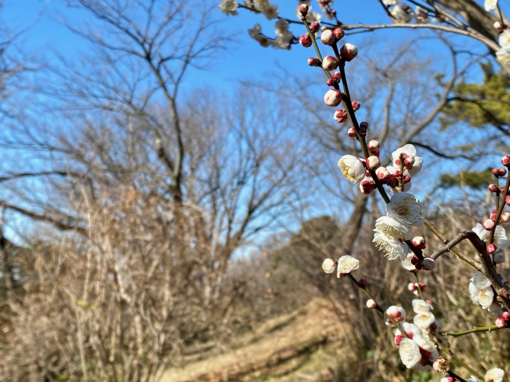 ▲訪問時点(2023年1月)では、早咲きの梅が少し咲いていた。満開ともなれば多くの人が訪れよう