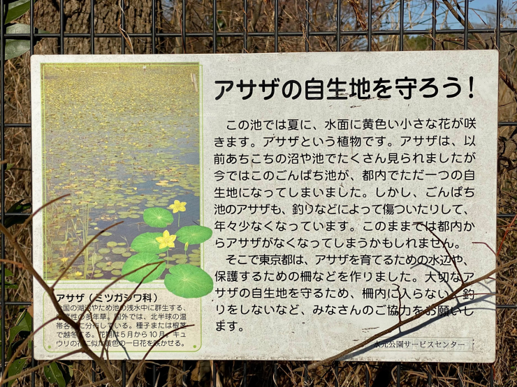 ▲アサザ保護を呼びかける掲示。保護のため、ごんぱち池の水際は立入禁止だ