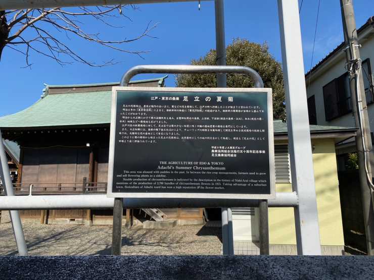 ▲島根鷲神社に建つ“足立の夏菊”の紹介。市街化が進む前は一面の農村だったことを伝えている。