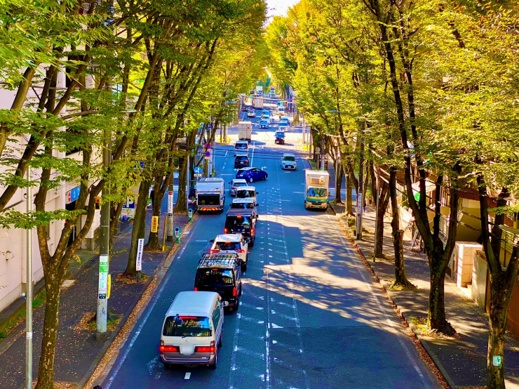 ▲美しが丘を貫く市道新横浜元石川線。大きく育った並木道が印象的な、たまプラーザのメインストリートのひとつ