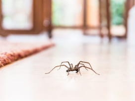 家の中で見かける蜘蛛は駆除するべきか見逃すべきか?対象方法を紹介