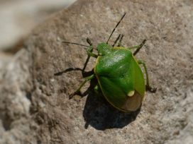 カメムシが大量発生する時期はいつ?寄せ付けない方法を解説