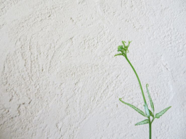 珪藻土にカビ？！原因と簡単な落とし方をわかりやすく解説