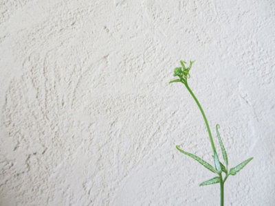 珪藻土にカビ？！原因と簡単な落とし方をわかりやすく解説