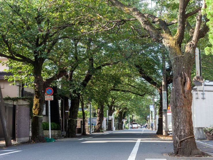 成城学園前の住みやすさと不動産価値｜成城憲章が育む街並みと、急行停車駅の都心アクセス
