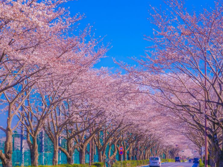 まとめ：調布・府中の間で静かに価値を高める「飛田給」で、スポーツと緑に囲まれた暮らしを